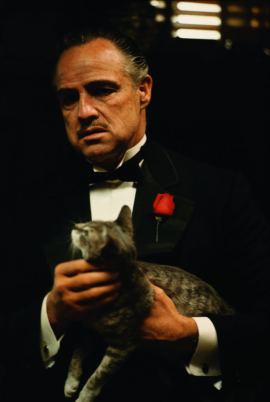 Don Vito Corleone holding a cat in a tuxedo with a red rose HD phone wallpaper