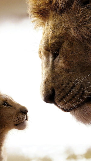 Emotional Close-Up of Adult Lion and Cub Gazing at Each Other HD phone wallpaper