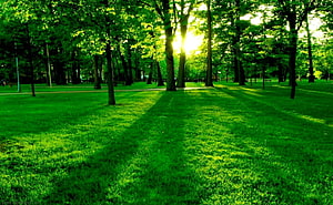 Sunlight streaming through green trees in a peaceful park with long shadows on the grass HD wallpaper