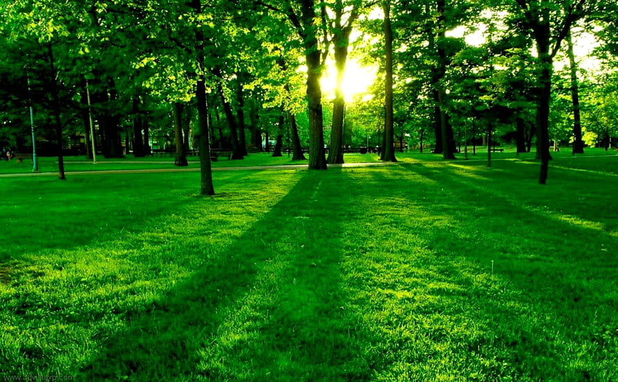 Sunlight streaming through green trees in a peaceful park with long shadows on the grass HD wallpaper