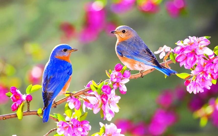 Eastern Bluebirds Perched on a Branch of Vibrant Pink Spring Blossoms HD wallpaper