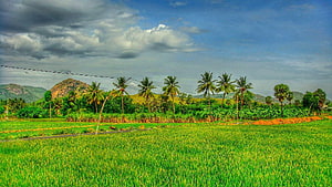 Balamathi Village Landscape in Tamil Nadu with Rice Fields and Palm Trees HD wallpaper