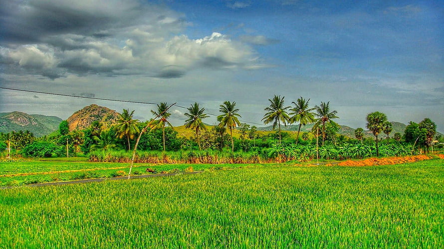 Balamathi Village Landscape in Tamil Nadu with Rice Fields and Palm Trees HD wallpaper