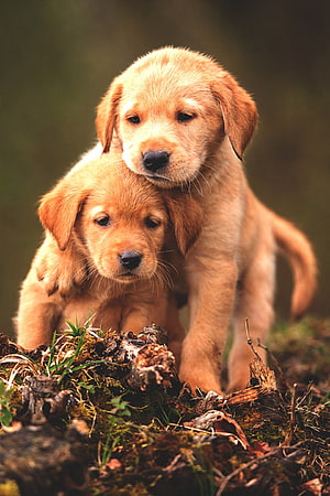 Two Golden Retriever Puppies Cuddling Together on a Mossy Forest Floor HD phone wallpaper