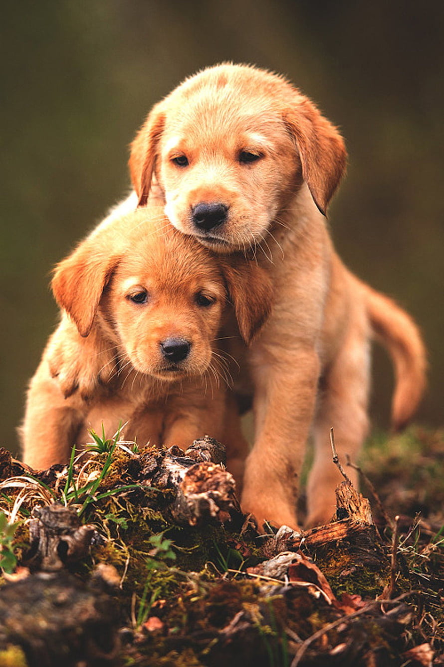 Two Golden Retriever Puppies Cuddling Together on a Mossy Forest Floor HD phone wallpaper
