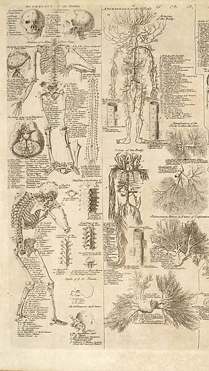 Vintage Anatomical Illustration of Human Skeleton and Vascular System, Anatomy . Human anatomy art, Anatomy art, Sketch book, Vintage Anatomy HD phone wallpaper