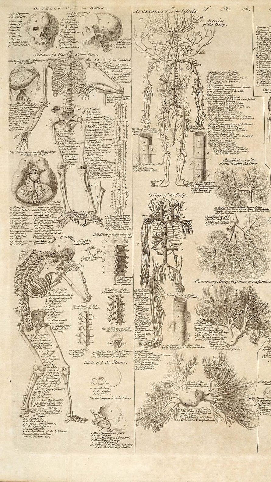 Vintage Anatomical Illustration of Human Skeleton and Vascular System, Anatomy . Human anatomy art, Anatomy art, Sketch book, Vintage Anatomy HD phone wallpaper