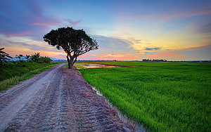 Lone Tree on Dirt Road Beside Green Rice Paddy at Sunset HD wallpaper