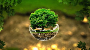 Green Tree Growing Inside Broken Glass Sphere Eco Concept HD wallpaper