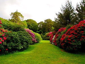 Vibrant Garden Path Lined With Blooming Rhododendron Bushes And Lush Green Lawn HD wallpaper