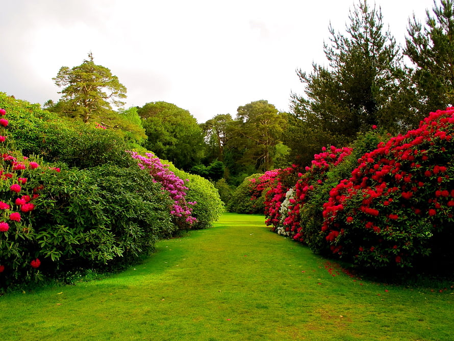 Vibrant Garden Path Lined With Blooming Rhododendron Bushes And Lush Green Lawn HD wallpaper