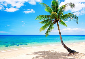 Tropical Beach With Leaning Palm Tree And Turquoise Ocean HD wallpaper