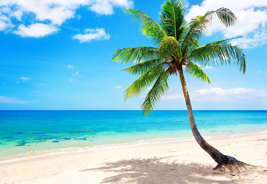Tropical Beach With Leaning Palm Tree And Turquoise Ocean HD wallpaper