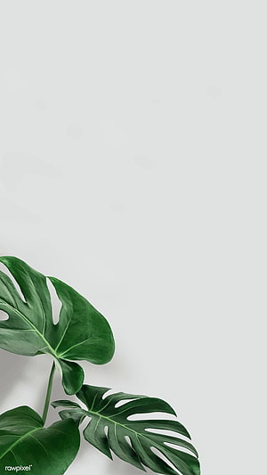 Minimalist Monstera Leaves on White Background with Ample Copy Space HD phone wallpaper