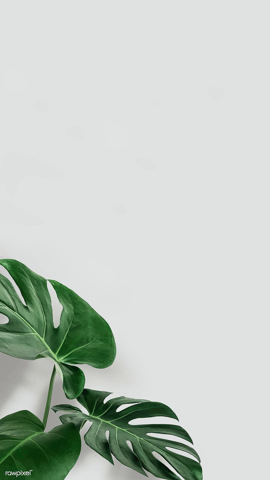 Minimalist Monstera Leaves on White Background with Ample Copy Space HD phone wallpaper