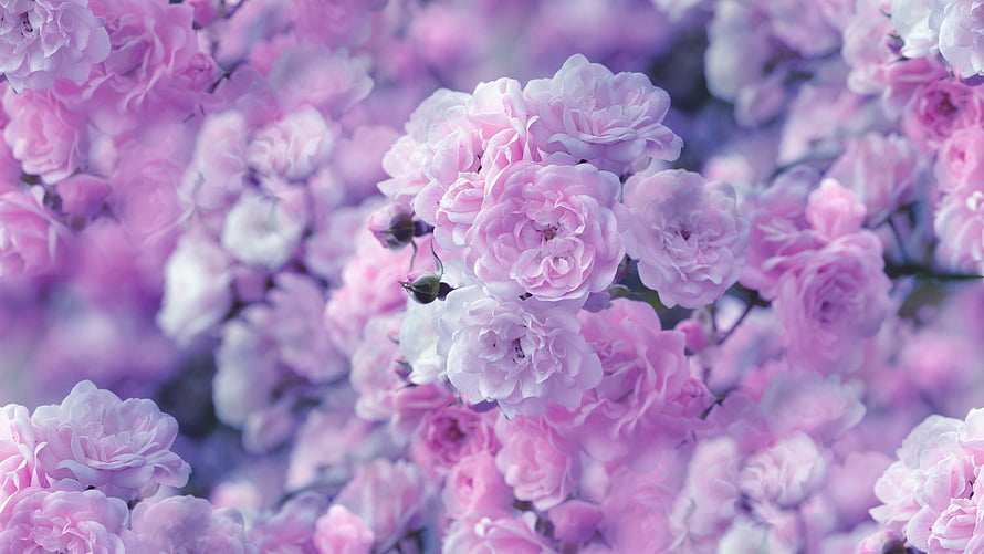 Soft Pink and Lavender Rose Cluster in Dreamy Pastel Bloom HD wallpaper