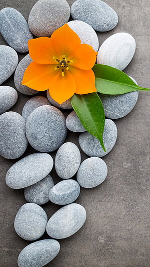 Orange Tulip Flower on Grey Smooth Stones and Green Leaves HD phone wallpaper