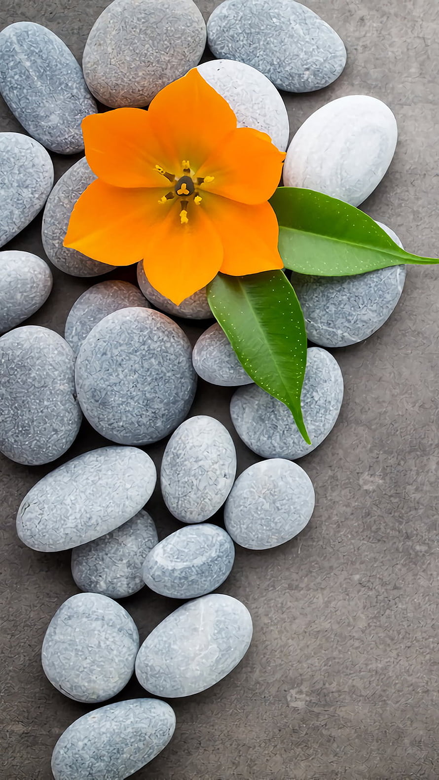 Orange Tulip Flower on Grey Smooth Stones and Green Leaves HD phone wallpaper