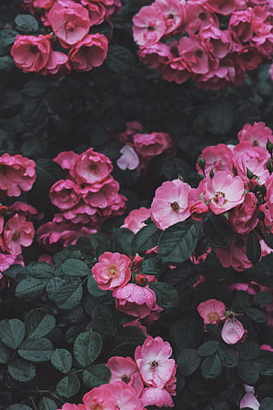 Vibrant Pink Wild Roses in Full Bloom with Dark Green Foliage and Raindrops HD phone wallpaper