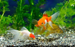 Vibrant Goldfish Swimming Among Lush Green Aquatic Plants in a Freshwater Aquarium HD wallpaper