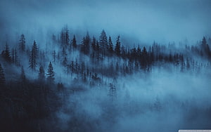 Misty Blue Forest Landscape With Foggy Pine Trees And Eerie Atmosphere HD wallpaper