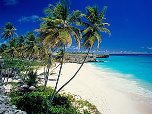 Tropical Paradise Beach With Leaning Coconut Palms And Turquoise Ocean Water HD wallpaper