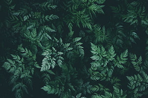 Dark Green Fern Leaves Background HD wallpaper