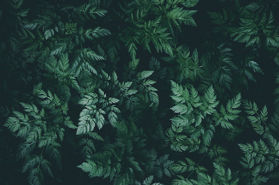 Dark Green Fern Leaves Background HD wallpaper