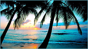 Tropical Beach Sunset With Silhouetted Palm Trees And Calm Ocean Waves HD wallpaper