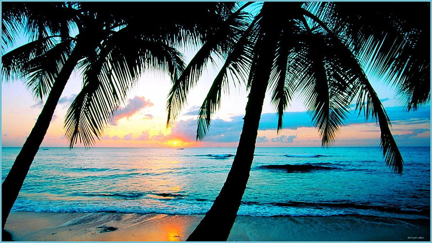 Tropical Beach Sunset With Silhouetted Palm Trees And Calm Ocean Waves HD wallpaper