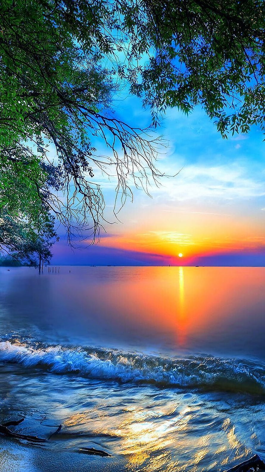 Serene Sunset Over Calm Ocean With Tree Branches And Golden Reflection HD phone wallpaper