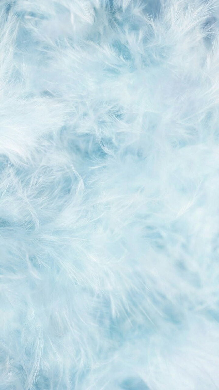 Soft Pastel Blue Feather Texture with Fluffy White Fuzz and Gentle Aesthetic Pattern HD phone wallpaper
