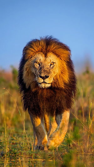 Majestic Male Lion Walking Through Golden Grassland at Sunset HD phone wallpaper