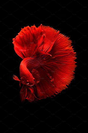 Vibrant Red Siamese Fighting Fish with Flowing Fins on Black Background HD phone wallpaper