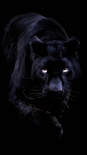 Mysterious Black Panther Stalking in Darkness with Glowing Eyes HD phone wallpaper