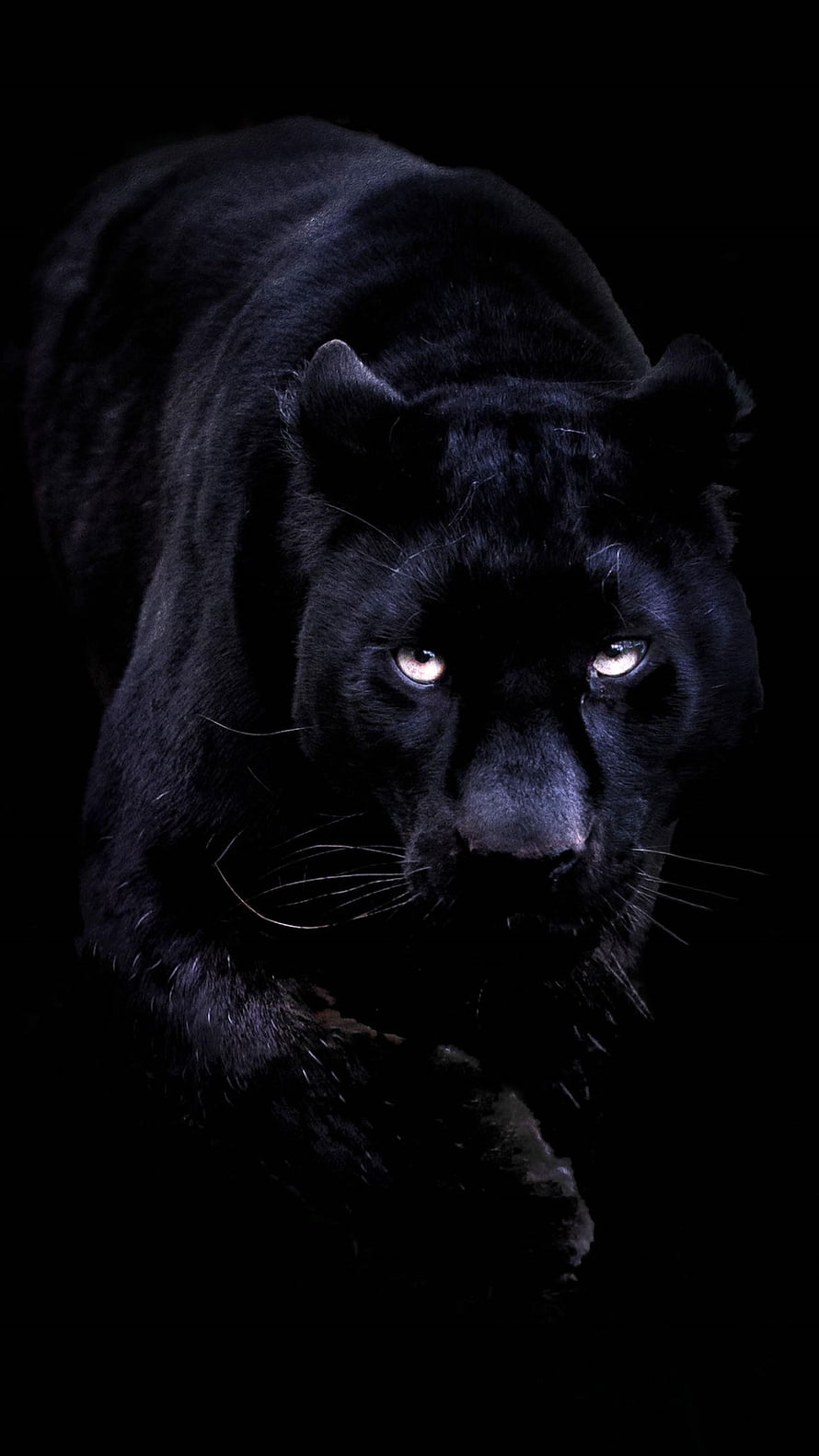 Mysterious Black Panther Stalking in Darkness with Glowing Eyes HD phone wallpaper