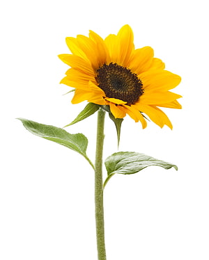 Single Sunflower Stem with Green Leaves Isolated on White Background HD phone wallpaper
