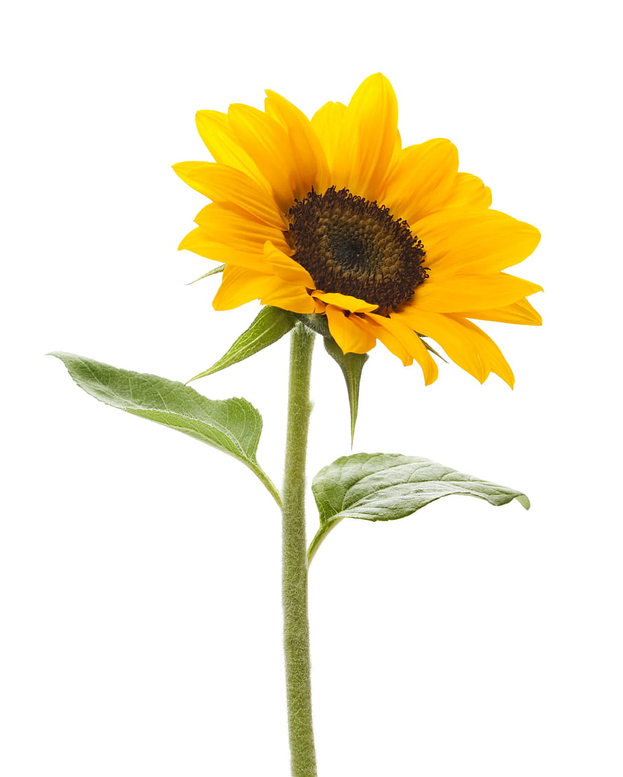 Single Sunflower Stem with Green Leaves Isolated on White Background HD phone wallpaper