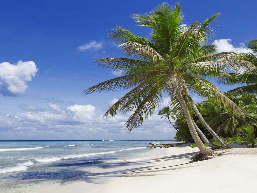 Sunny Tropical Beach with Leaning Coconut Palms and Turquoise Ocean Waves HD wallpaper