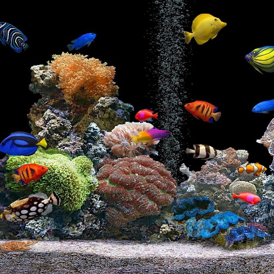 Vibrant Saltwater Reef Aquarium With Colorful Tropical Fish And Coral HD phone wallpaper