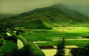 Lush Green Rice Terraces and Mountain Landscape with River HD wallpaper