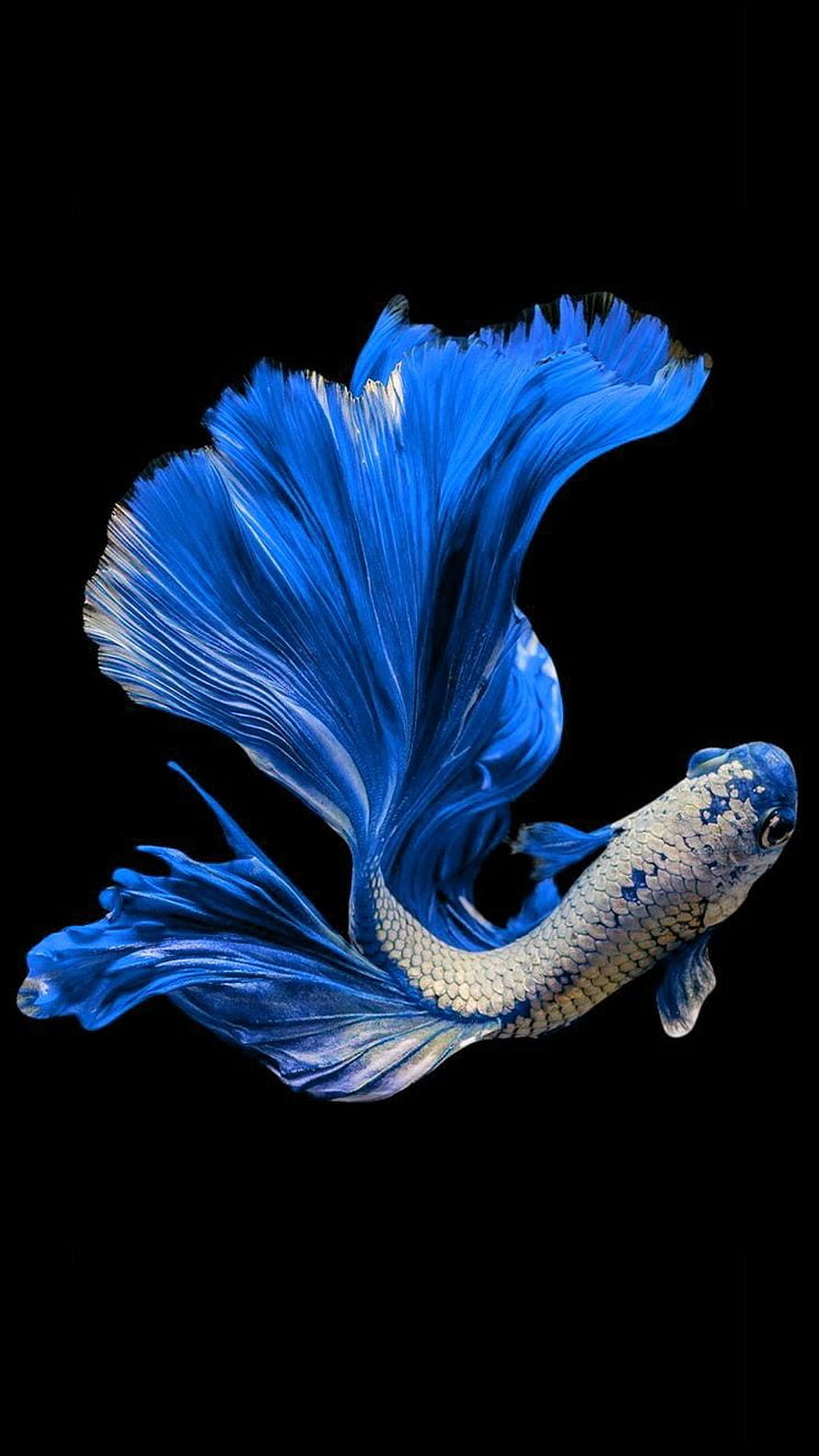 Stunning Blue Betta Fish with Flowing Fins on Black Background HD phone wallpaper