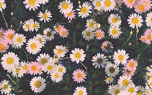 Vibrant Pink and White Daisies with Yellow Centers on Dark Green Foliage HD wallpaper