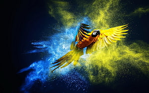 Vibrant Macaw in Flight Amidst Explosive Blue and Yellow Powder Burst HD wallpaper