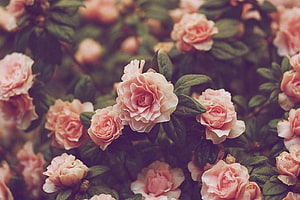 Soft Pink Camellia Flowers in Full Bloom with Lush Green Leaves HD wallpaper
