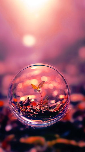 Delicate Seedling Growing Inside Glass Sphere With Bokeh Background HD phone wallpaper