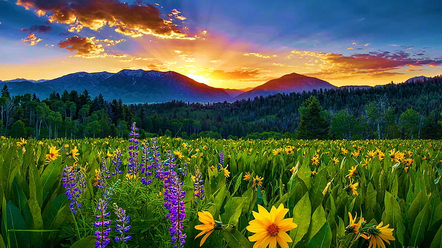 Vibrant Wildflower Meadow at Sunrise with Mountain Range and Dramatic Clouds HD wallpaper