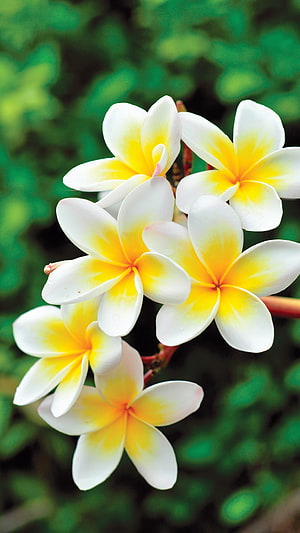 White and Yellow Champa Flowers Blooming on a Branch Against a Lush Green Background HD phone wallpaper