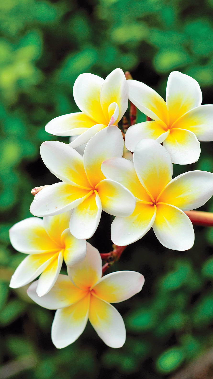 White and Yellow Champa Flowers Blooming on a Branch Against a Lush Green Background HD phone wallpaper