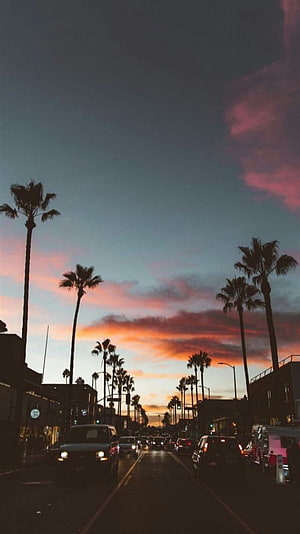 Sunset Cityscape with Palm Trees and Vibrant Sky HD phone wallpaper